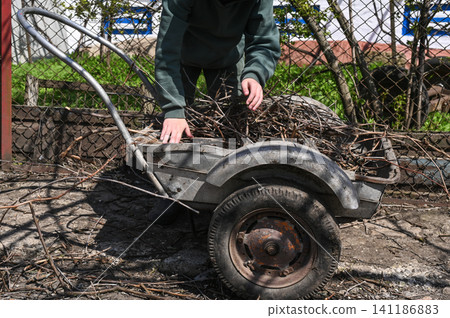 Helpful young boy gathers rustic wooden twigs near fence. 141186883