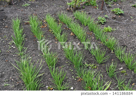 Green onion rows sprout from fertile garden land. Green onion rows sprout from fertile garden land. 141186884