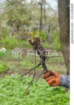 vertical photo. root of a wild cherry in gardener hand, revealing branches and small green shoots. Clearing land of unwanted cherry growth during seasonal gardening clean up, outdoor yard work vertical photo. root of a wild cherry in gardener hand, revealing branches and small green shoots. Clearing land of unwanted cherry growth during seasonal gardening clean up, outdoor yard work 141186886