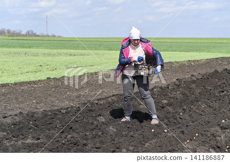 Country worker drops seed potato into dug trench. Country worker drops seed potato into dug trench. 141186887