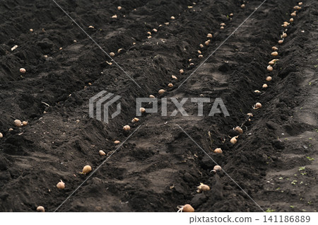 Fresh potato roots are placed in black soil ground. Fresh potato roots are placed in black soil ground. 141186889