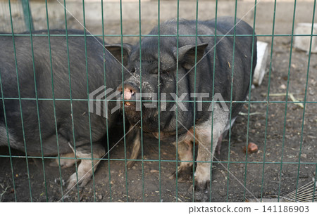 Two pigs stand behind wire fence, pig pair looking forward, farm confinement scene. 141186903