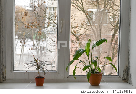 Harmful mold appears on damp window frame near indoor plants. Wet surface accumulates toxic fungus inside domestic apartment. Unhealthy contamination needs cleanup process to kill mold. Harmful mold appears on damp window frame near indoor plants. Wet surface accumulates toxic fungus inside domestic apartment. Unhealthy contamination needs cleanup process to kill mold. 141186912