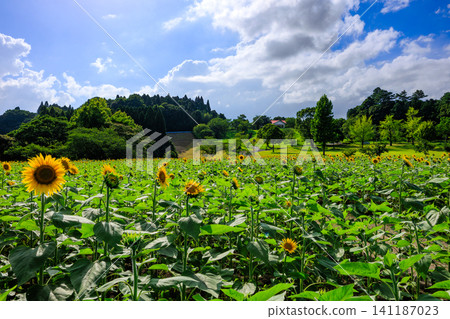 A field of sunflowers in full bloom at the Kagoshima City Urban Agriculture Center. A field of sunflowers in full bloom at the Kagoshima City Urban Agriculture Center. 141187023