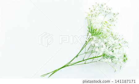 Natural green background frame, copy space, white background, baby's breath, lace flower. 141187171