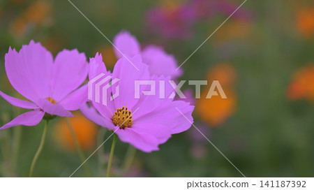 Blooming pink cosmos Blooming pink cosmos 141187392
