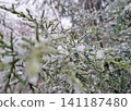 Green juniper branches with small blue berries encased in clear ice and fresh snow during a freezing winter day. Glistening ice drops and delicate frosty details on the evergreen needles background 141187480