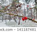 Bright red hawthorn berries encased in a thick, glistening layer of ice in a quiet, snow-covered park. Small icicles hang from the frozen twigs, creating contrast against the somber forest background 141187481