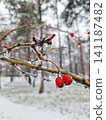 Bright red hawthorn berries encased in a thick, glistening layer of ice in a quiet, snow-covered park. Small icicles hang from the frozen twigs, creating contrast against the somber forest background 141187482
