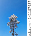 A tall pine tree covered in white rime frost stands alone against a clear, vibrant blue sky. Its needle-laden branches, frosted by icy winter weather, create a striking contrast on a cold, sunny day 141187487
