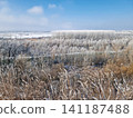 A vast winter landscape features frost-covered trees and a frozen river valley under a pale sky. Dried weeds in the foreground sway gently, their stalks dusted with rime ice. Serene, chilly atmosphere 141187488