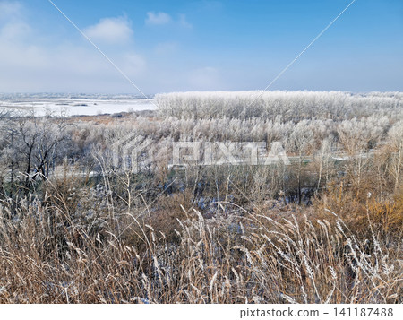A vast winter landscape features frost-covered trees and a frozen river valley under a pale sky. Dried weeds in the foreground sway gently, their stalks dusted with rime ice. Serene, chilly atmosphere 141187488