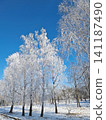 Frost-covered birch trees stand tall against a vivid, deep blue sky in a stunning winter scene. Every delicate branch is encased in white rime ice, creating a crystalline, lace-like canopy 141187490