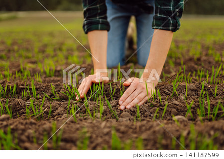 Farm owner works in field, inspecting mature wheat sprouts. Growing agricultural crops, green shoots 141187599