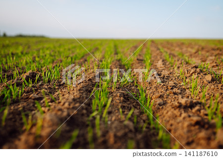 Sprouting field, black earth, green sprouts. Young seedlings growing on a field in black soil. Sprouting field, black earth, green sprouts. Young seedlings growing on a field in black soil. 141187610