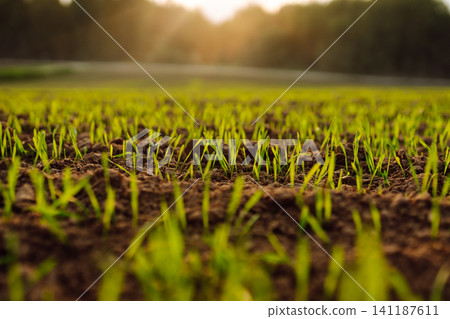 Close-up of sprouts sprouting from the ground. Young plants growing in field. Agriculture concept. Close-up of sprouts sprouting from the ground. Young plants growing in field. Agriculture concept. 141187611