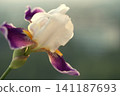 White and purple iris with yellow hairs, macro photo 141187693