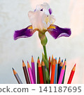 An iris flower among pencils symbolizes education, knowledge day, and a drawing lesson. 141187695