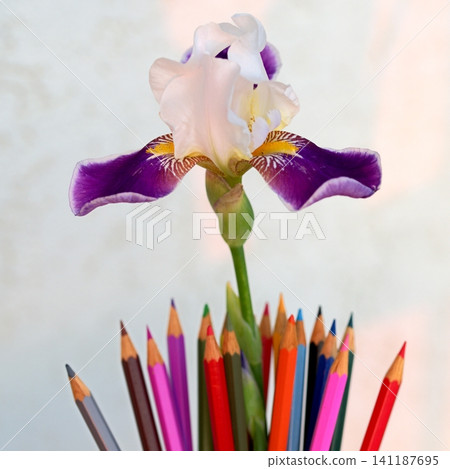 An iris flower among pencils symbolizes education, knowledge day, and a drawing lesson. 141187695