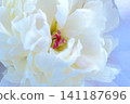 White peonies on a white background. This romantic flat-lay arrangement is perfect for wallpaper or wedding backdrops. 141187696