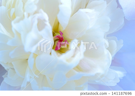 White peonies on a white background. This romantic flat-lay arrangement is perfect for wallpaper or wedding backdrops. White peonies on a white background. This romantic flat-lay arrangement is perfect for wallpaper or wedding backdrops. 141187696