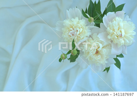 White peonies on a white background. This romantic flat-lay arrangement is perfect for wallpaper or wedding backdrops. White peonies on a white background. This romantic flat-lay arrangement is perfect for wallpaper or wedding backdrops. 141187697