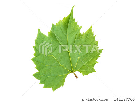 Grape leaf on white background Grape leaf on white background 141187766