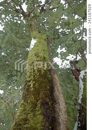 A composition that looks up at the trunk of a large tree covered in fresh moss, lightly dusted with snow. A composition that looks up at the trunk of a large tree covered in fresh moss, lightly dusted with snow. 141187929