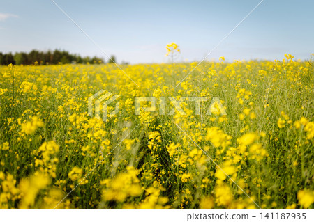 Rape on field in summer. Bright Yellow rapeseed oil. Flowering rapeseed. with blue sky and clouds Rape on field in summer. Bright Yellow rapeseed oil. Flowering rapeseed. with blue sky and clouds 141187935
