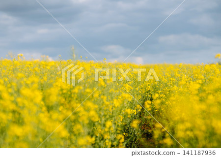 Rape on field in summer. Bright Yellow rapeseed oil. Flowering rapeseed. with blue sky and clouds 141187936