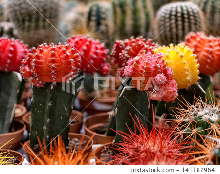 Bright and colorful cacti arranged in charming small pots, perfect for home decor Bright and colorful cacti arranged in charming small pots, perfect for home decor 141187964