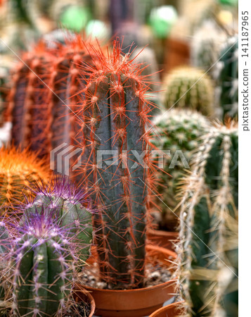 Charming cacti in small decorative pots available for sale at a plant shop Charming cacti in small decorative pots available for sale at a plant shop 141187965