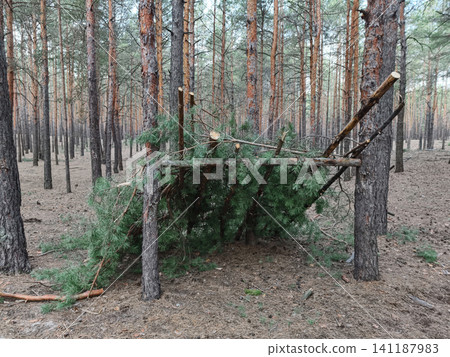 Branch based shelter among conifer trees, emphasizing natural materials and integration with the forest landscape Branch based shelter among conifer trees, emphasizing natural materials and integration with the forest landscape 141187983
