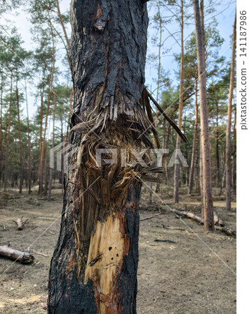 Forest scene with trees damaged by missile impact, reflecting the human and ecological consequences of drone warfare 141187986