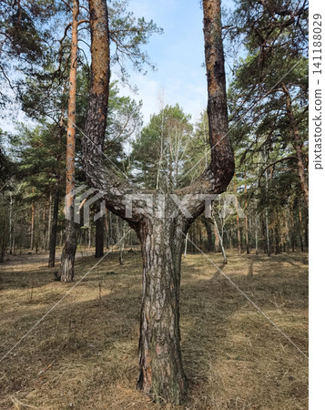 Coniferous forest scene with a split and curved tree resembling a slingshot shape Coniferous forest scene with a split and curved tree resembling a slingshot shape 141188029