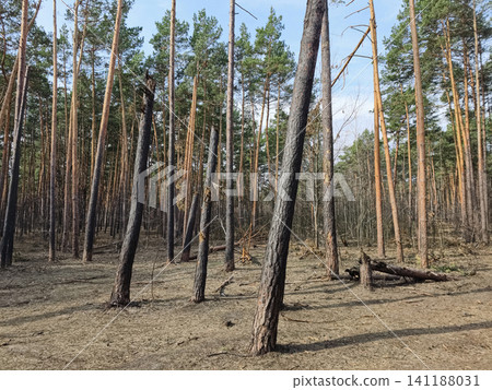 Woodland conifers affected by blast waves and debris, documenting the environmental impact of modern warfare technologies Woodland conifers affected by blast waves and debris, documenting the environmental impact of modern warfare technologies 141188031