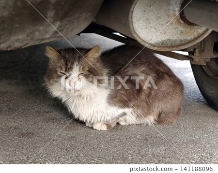 Exhausted and ailing cat sitting under a car near the exhaust, with tired eyes, reflecting neglect, illness, and the hardships of stray life Exhausted and ailing cat sitting under a car near the exhaust, with tired eyes, reflecting neglect, illness, and the hardships of stray life 141188096