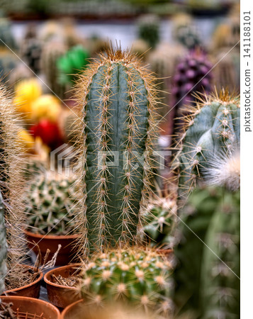 Charming cacti in decorative pots for sale at a florist shop Charming cacti in decorative pots for sale at a florist shop 141188101