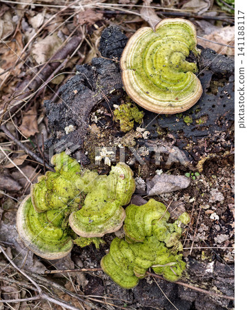 Green fungi on rotting stump create striking natural textures within woodland scenery Green fungi on rotting stump create striking natural textures within woodland scenery 141188117