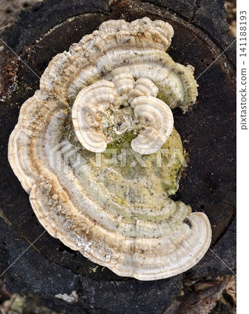 Forest stump with large white ear-shaped mushroom showcases natural fungal colonization and ecological balance Forest stump with large white ear-shaped mushroom showcases natural fungal colonization and ecological balance 141188193