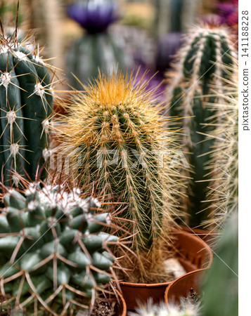 Freshly potted cacti for sale in a florist section of a supermarket Freshly potted cacti for sale in a florist section of a supermarket 141188228