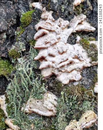 Cladonia fimbriata growing on decaying wood emphasizes ecological succession and natural forest renewal processes Cladonia fimbriata growing on decaying wood emphasizes ecological succession and natural forest renewal processes 141188243