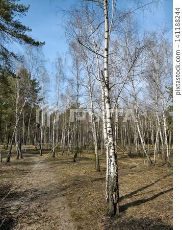 Birch grove surrounded by tall evergreen trees with a narrow forest path leading through it Birch grove surrounded by tall evergreen trees with a narrow forest path leading through it 141188244