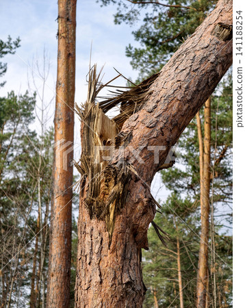 Forest landscape with conifer trees damaged by air defense missile, illustrating the effects of armed conflict on nature Forest landscape with conifer trees damaged by air defense missile, illustrating the effects of armed conflict on nature 141188254