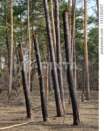 Pine woodland showing blast damage from air defense strike, emphasizing the vulnerability of natural habitats in conflicts Pine woodland showing blast damage from air defense strike, emphasizing the vulnerability of natural habitats in conflicts 141188267