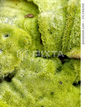 Green parasitic fungus in close up reveals intricate structure and natural biological growth forms Green parasitic fungus in close up reveals intricate structure and natural biological growth forms 141188268