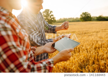 Couple of farmers inspect a grain field using a digital tablet. Smart farming, digital agriculture. Couple of farmers inspect a grain field using a digital tablet. Smart farming, digital agriculture. 141188443