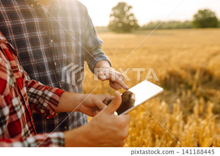 Experienced farmers in a golden wheat field with a modern tablet checking the growth. Smart farm. Experienced farmers in a golden wheat field with a modern tablet checking the growth. Smart farm. 141188445