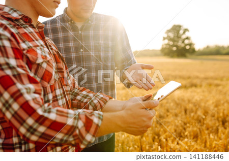 Experienced farmers in a golden wheat field with a modern tablet checking the growth. Smart farm. Experienced farmers in a golden wheat field with a modern tablet checking the growth. Smart farm. 141188446