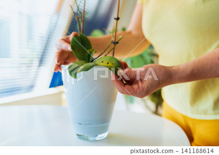 woman carefully placing plant in white vase near window blinds, calm and focused indoor scene with yellow top and green plant, home decor and interior design context. woman carefully placing plant in white vase near window blinds, calm and focused indoor scene with yellow top and green plant, home decor and interior design context. 141188614